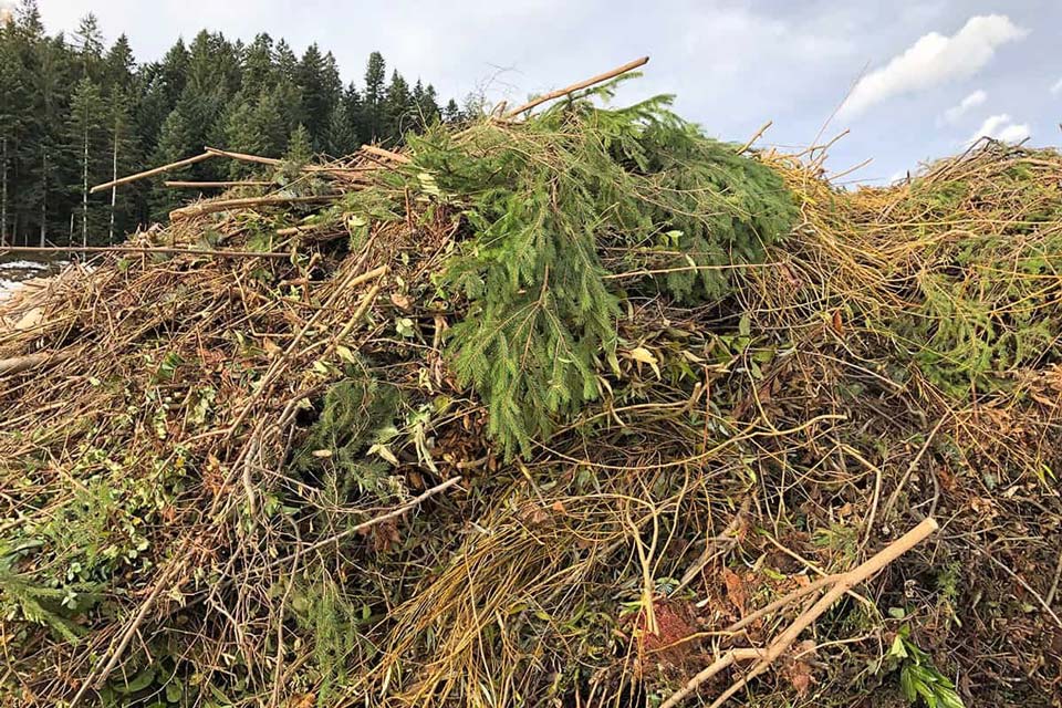 Baum- und Strauchschnitt 